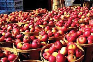 قیمت سیب در تره بار 30 برابر قیمت باغ است